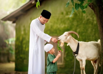 Seorang pria berbaju putih sedang memberi makan kambing qurban bersama seorang anak kecil yang mengenakan pakaian hijau dan kopiah putih.