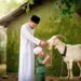 Seorang pria berbaju putih sedang memberi makan kambing qurban bersama seorang anak kecil yang mengenakan pakaian hijau dan kopiah putih.