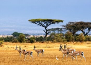 Tips jitu liburan ke Taman Nasional Baluran