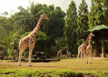 gambar jerapah di padang luas