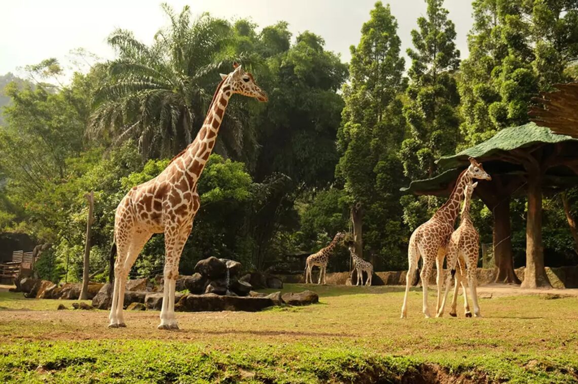 5 tips liburan ke Taman Safari Bogor